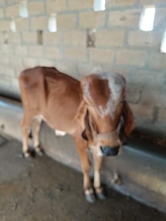 વાછડો વેચવા નો છે