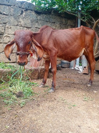 બે વાસળી એક એક વર્ષની