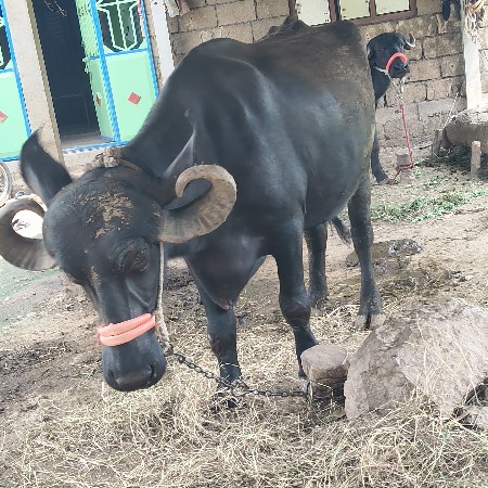 ભેસ વેચવાની છે