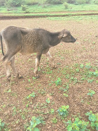 આ પાડો વેચવાનો છે