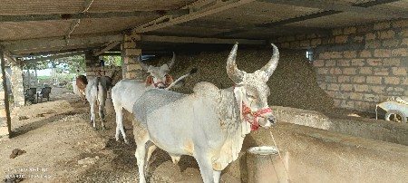 ગોઢલા
