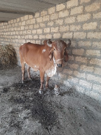 ગોઢલા વેચવાના છે