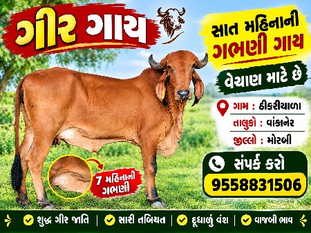 ગાય વેચવાની છે