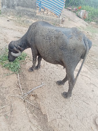 પેલાં વેતર ની ખલેડી સે સાવ શોજી