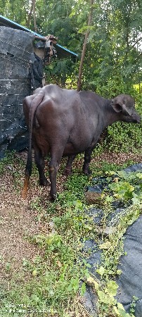 ભેંસ વેચવાની છે