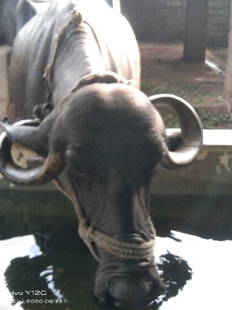 ભેંસ વેચવાની છે