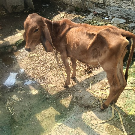 આ વાંસળી ગાયને હાટે દેવાની છે