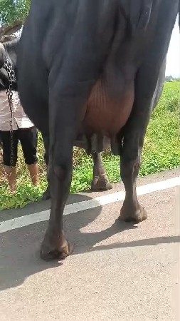 ભેંસ વેચવાની છે