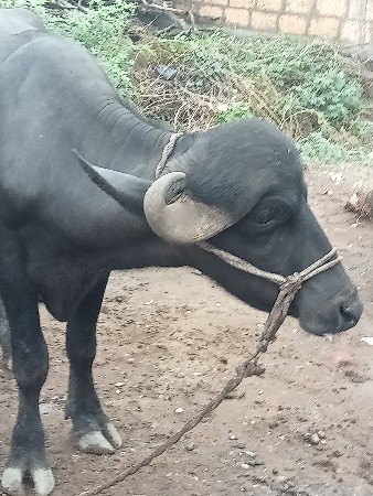 પાડો વેચવાનો સે
