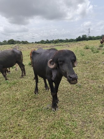 Lakhan