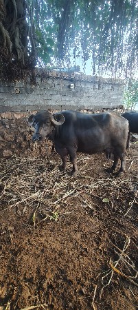 ભેંસ વેચવાની છે