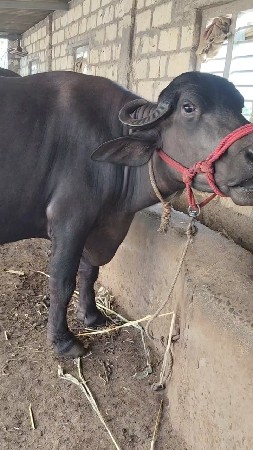 ભેંસ વેચવાની છે