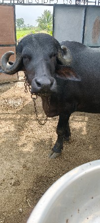 ખડેલી