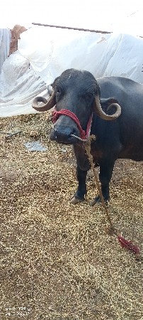 ભેંશ વેચવાની છે બધી જવાબદારી થી