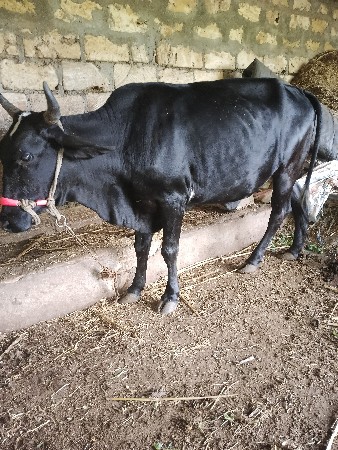 હોળકી વેચવાની છે