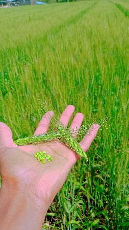 ગાયો વેચવાની છે