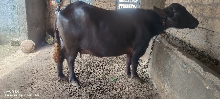 જાફરાબાદી ભેંશ વેચવાની છે