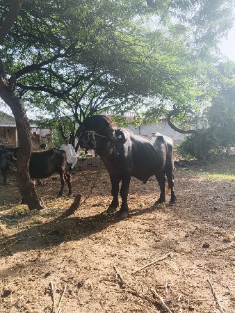 પાડો વેચવાનો છે.