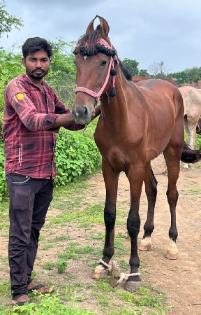 વશેરો ધોડો વેસવાનો છે