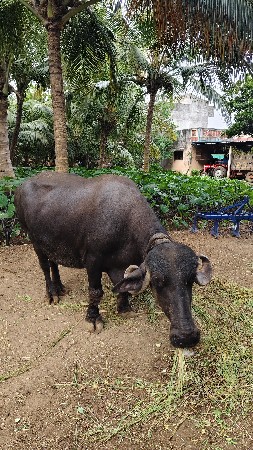 ભેંસ વેચવાની છે