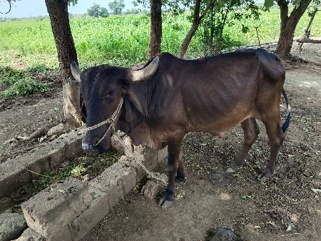બળદ વેચવાનો છે
