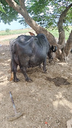 ભેંસ વેચવાની છે