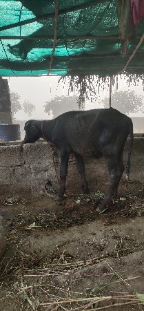 પાડીવેચવાનાછે