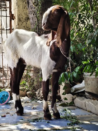 tota pari path female (બકરી)