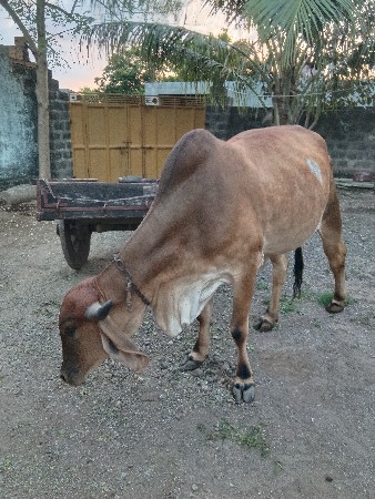 હોડકી વેશવાની  છે