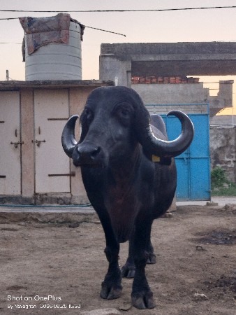 ભેંસ વેચવાની છે