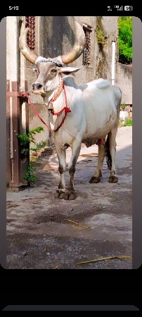 ગાય વેચવાની છે 3 વેતર છે