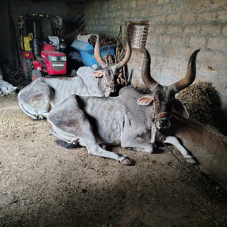 બળદ  વેચવાના છે