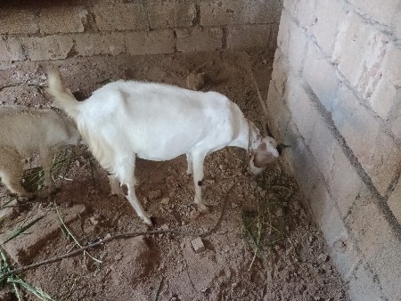 બકરી વેચવાની છે