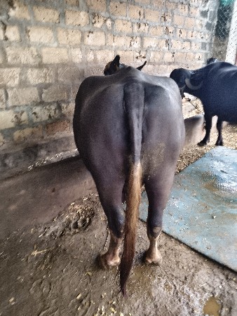 વૅસવાનીછે