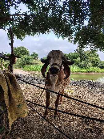 ગીર કાબરી ગઈ વેચવાની છે