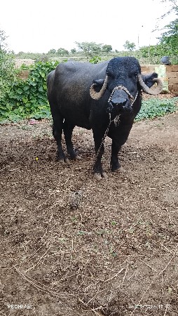 ભેંસ