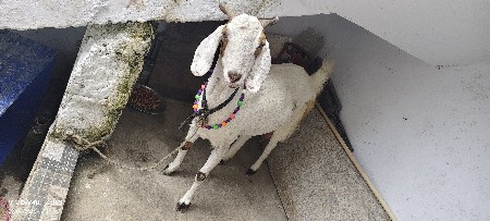 bakri