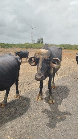 પૅલ વૅતરી ખડાય
