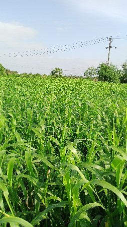 સર વસાવાની છે