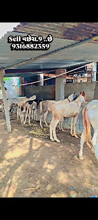 વછેરા વેચવાના હોય તો ફોટા મૉકલો