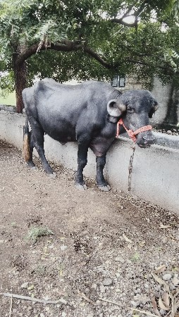પેલું વેતર કરેલી વેચવાની છે