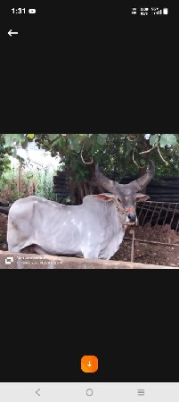 આ બળદ ની જોડ કરવાની છે