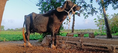 ભેંસ વેચવાની છે