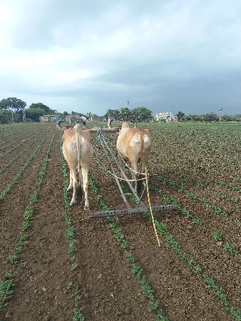 બળદ વેસવાના છે