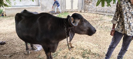 વેસવાની છે