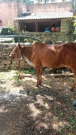 ગાય વેચવાની છે