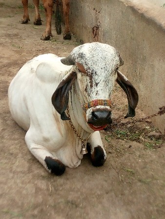 ગીર હોડકી વેંચવા ની છે