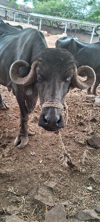 ભેંસ વેચવાની છે