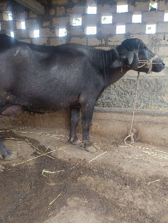 ભેંસ વેચવાની છે