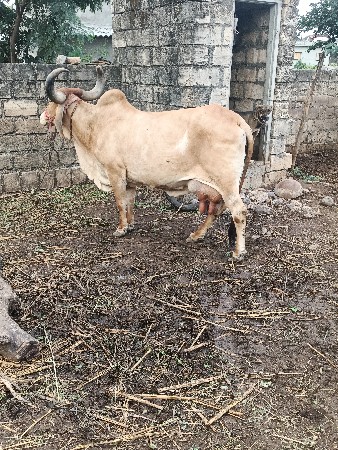 ગાય વેચવાની છે